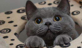 蓝猫娱乐圈吃瓜,揭秘明星幕后吃瓜大揭秘